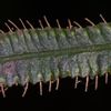 Trichomanes diversifrons