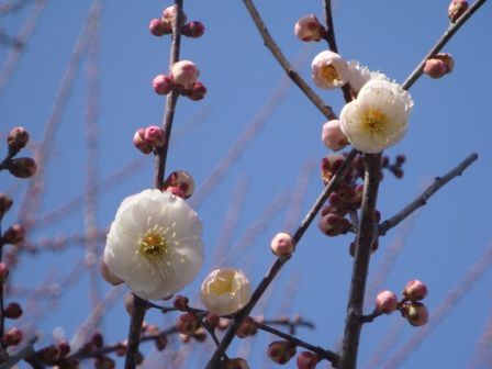 15 février... premières fleurs