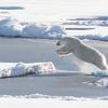 This U.S. Coast Guard photo shows a polar bear