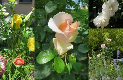 Au jardin, début juin 2025