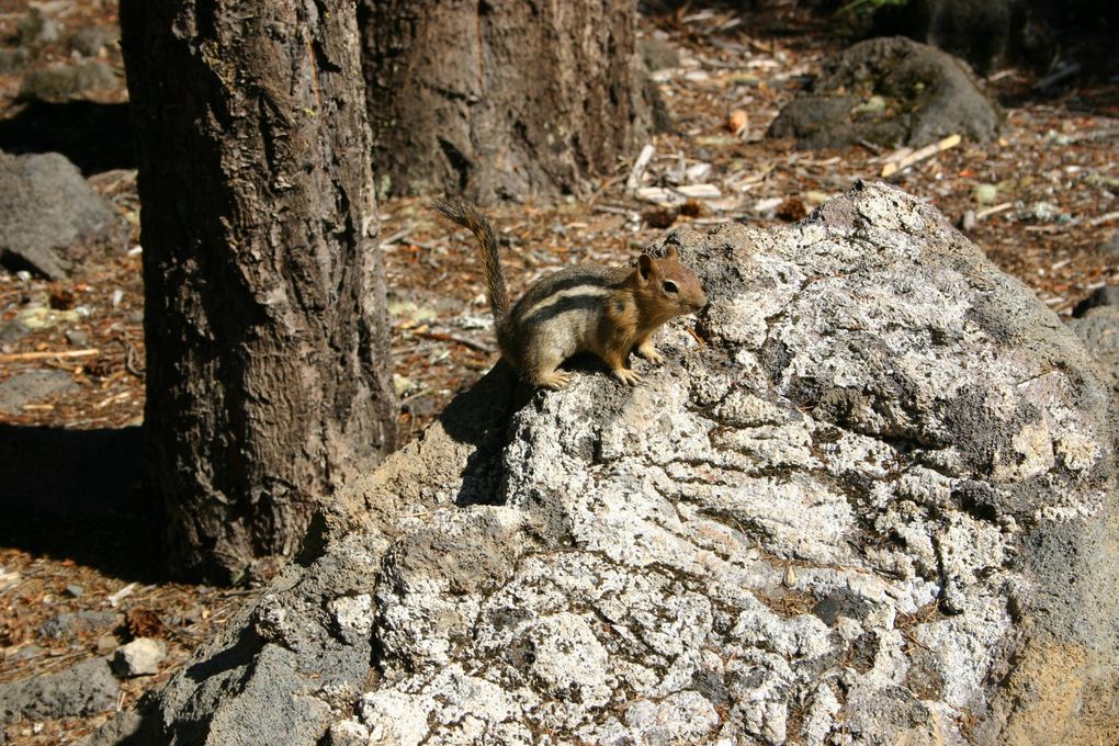 Album - Squirrel---Chipmunk