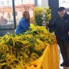 Fête du mimosa sur le marché de Cergy Saint-Christophe