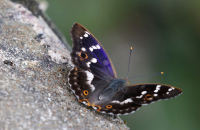 Papillons : Les nymphales 