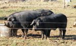 Vente directe de porc gascon au 01/04