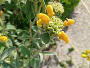 Sauge de Jérusalem (Phlomis fruticosa)