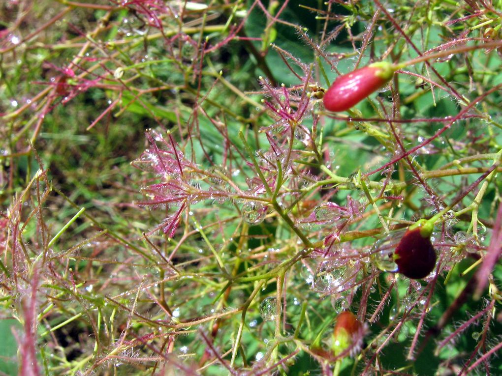 Les plantes et fleurs de mon jardin