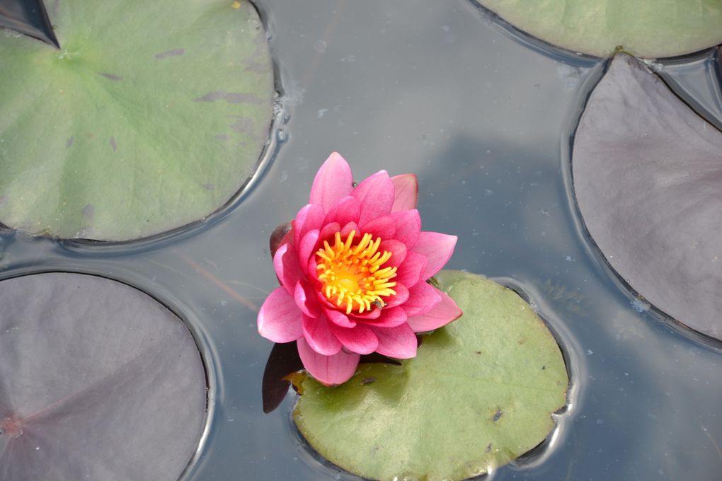 Sortie au jardin des nénuphars GS Rencontre avec...