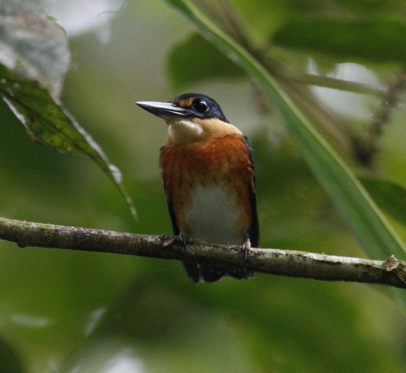 Album - Amazonie Napo Wildlife Center