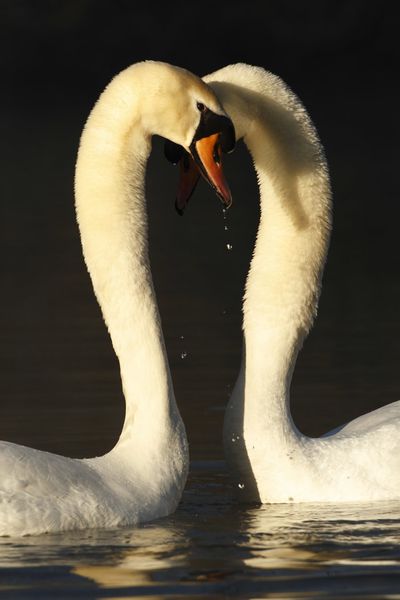 Cygnes tuberculés (vallée de l'Hallue)