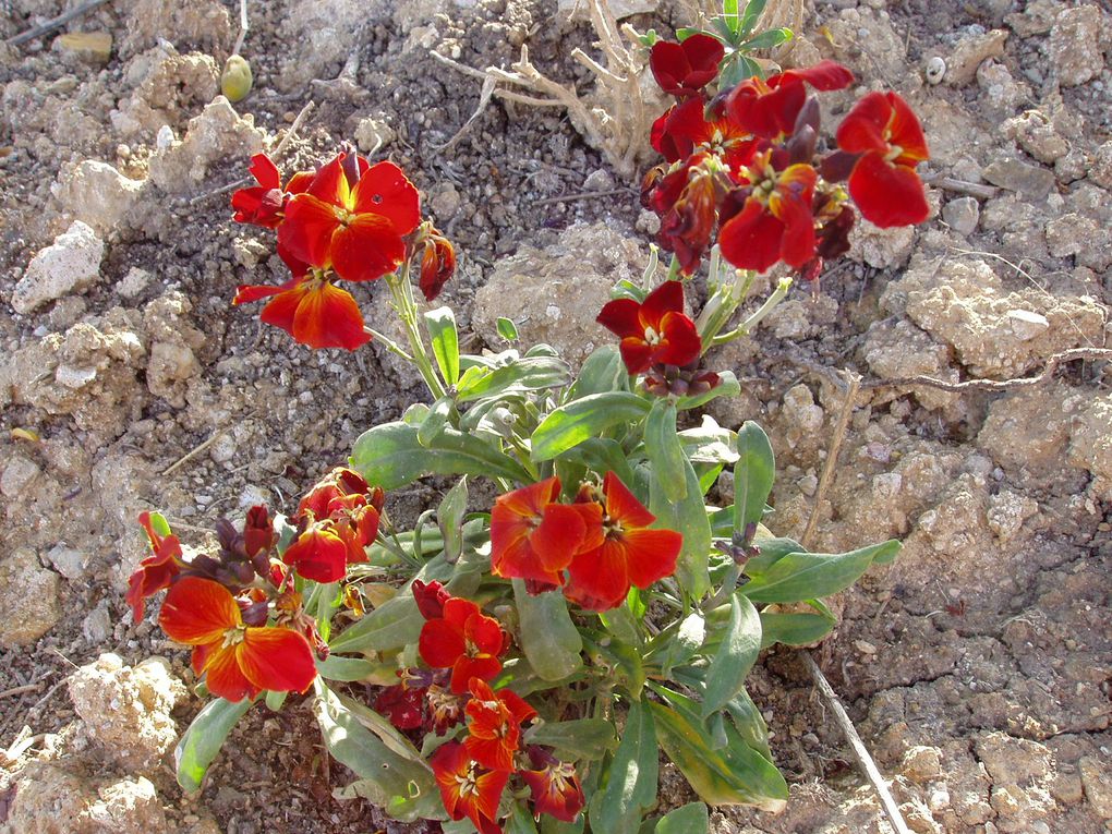 Album - La-flore-Andalouse