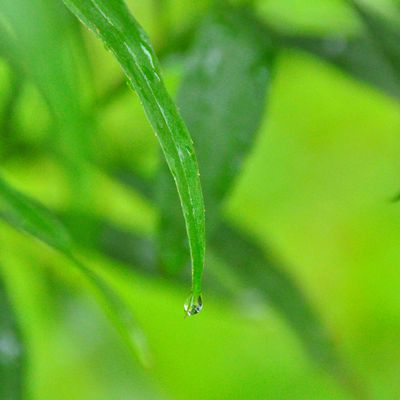 Tombe la pluie..... Il pleut, il pleut Bergère !!!!!!!!