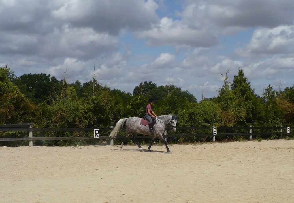 un cheval en pension pour deux mois, quelques séances de dressage en amazone ou à califourchon, un cheval au pré...Kitano, dit Lulu!