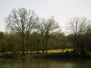 Promenade en forêt