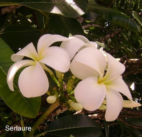 Tout un florilège de fleurs et de fruits de polynesie
Au fil des articles découvrez ou redécouvrez les merveilles que nous offre la nature
