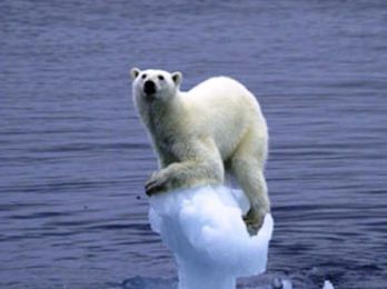 II - Quels problèmes posent cet effondrement de la banquise et le réchauffement climatique pour les ours blancs ?