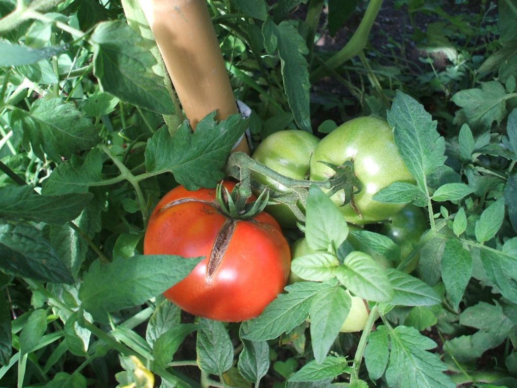 Album - Le bilan du potager 2010