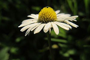 Maßliebchen