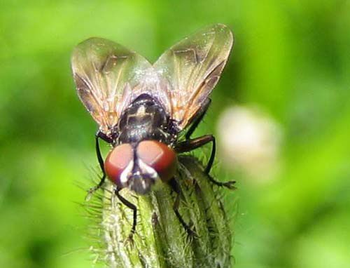 Album - tachinidae