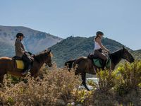 L'Albanais, le très petit cheval des Balkans