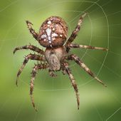 Araneus diadematus, il ragno crociato