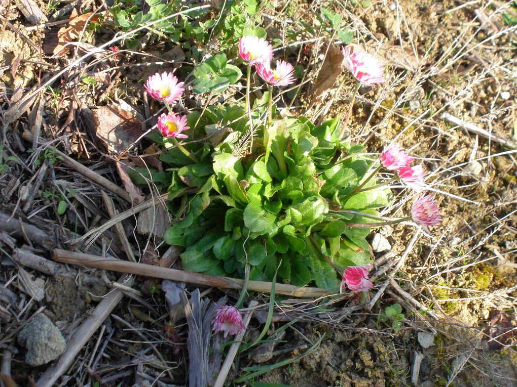 Album - mes-fleurs