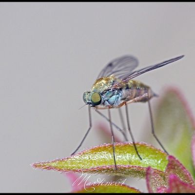 Mouche : Chrysopilus asiliformis