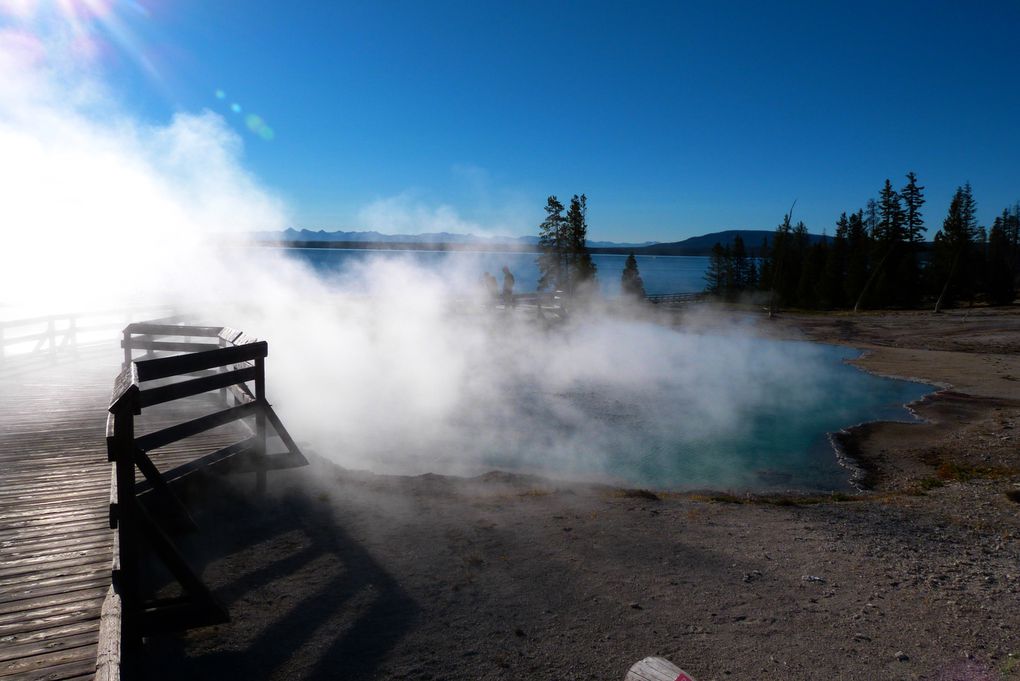 Voici quelques photos de ce MAGNIFIQUE parc national qu'est Yellowstone. Animaux sauvages, canyon, geysers, .... c'était juste splendide!