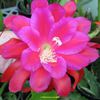 Epiphyllum Diva