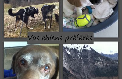 Vos chiens préférés #1