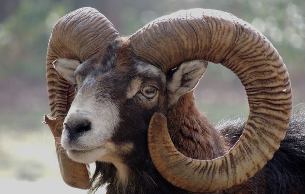 Le mouflon corse