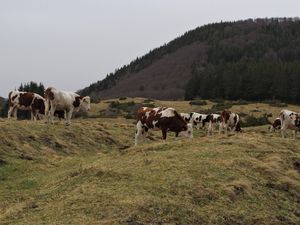 Du Pavin au Montcyneyre 