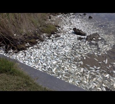 VIDEO USA : Des centaines de milliers, voire des millions, de poissons morts ou agonisants ont été trouvés au Texas