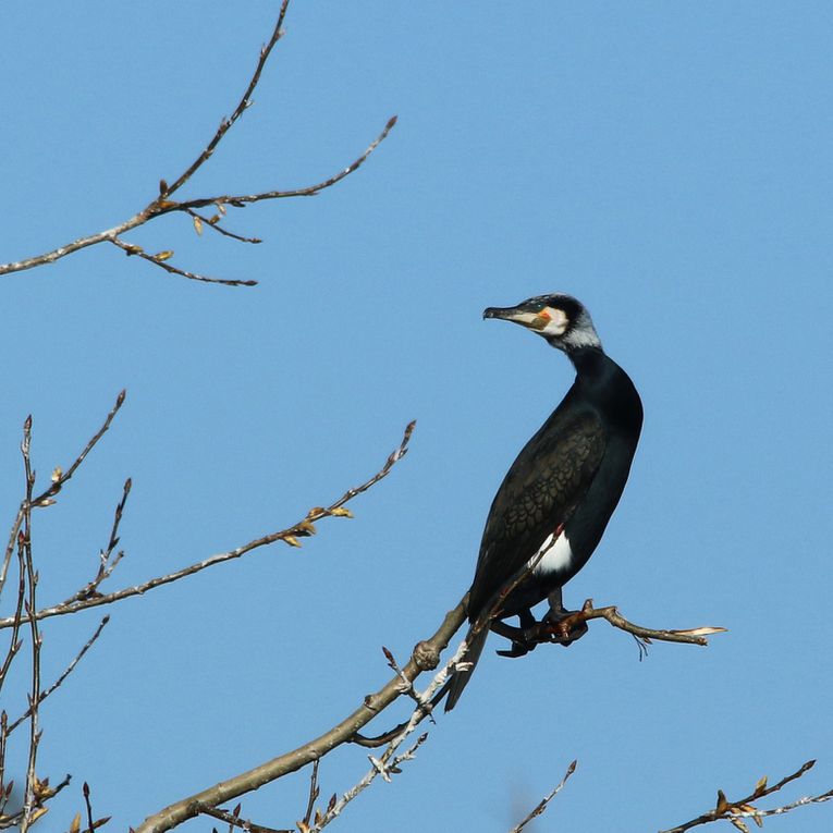 Grand cormoran (03/2020) lac de Remoray