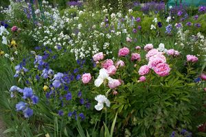 Giverny : scènes de printemps