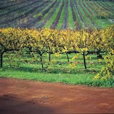 #Sauvignon Blanc Producers West Australia Vineyards page 4