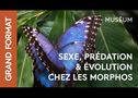 Les Morphos : les mécanismes de l'évolution