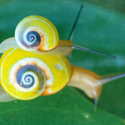 Une beauté trop souvent fatale : les polimitas