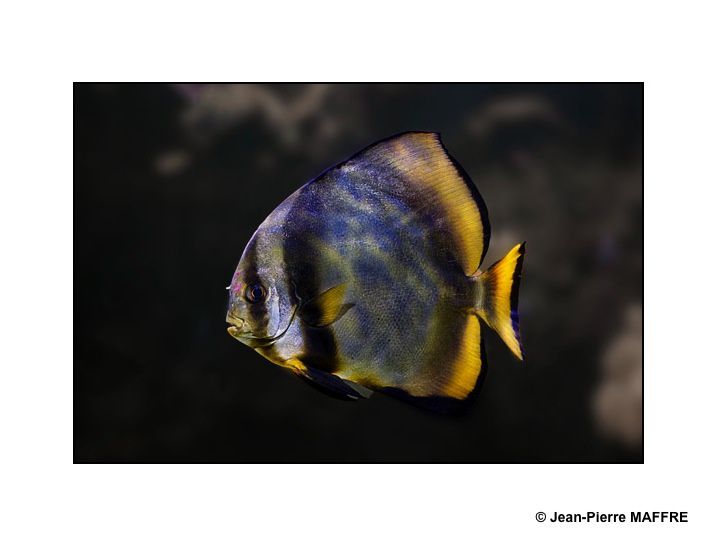 Pour transformer son écran d’ordinateur en aquarium il suffit de photographier les poissons des aquariums de la Porte dorée et du Trocadéro à Paris.