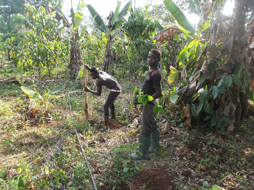 On combine, plantain, cacao et piment. la couverture au sol est de feuille de patates douce.