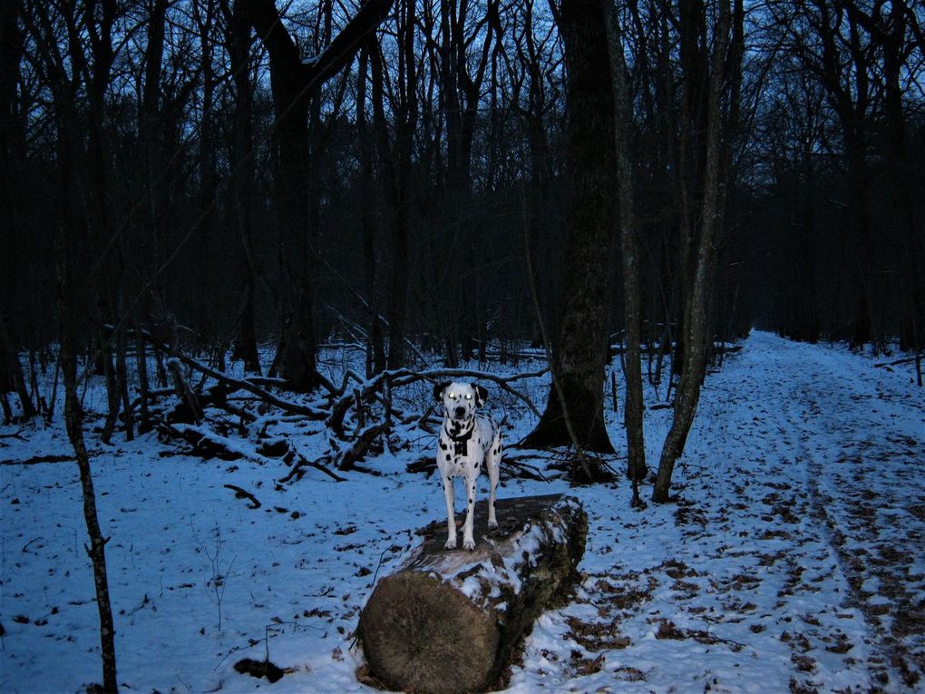 Le Port....la piste.....bois de la Bagasse......mon magnifique chien heureux comme tout en promenade....et moi, de voir tout cette beauté...repos pour les yeux..repos pour l’âme...