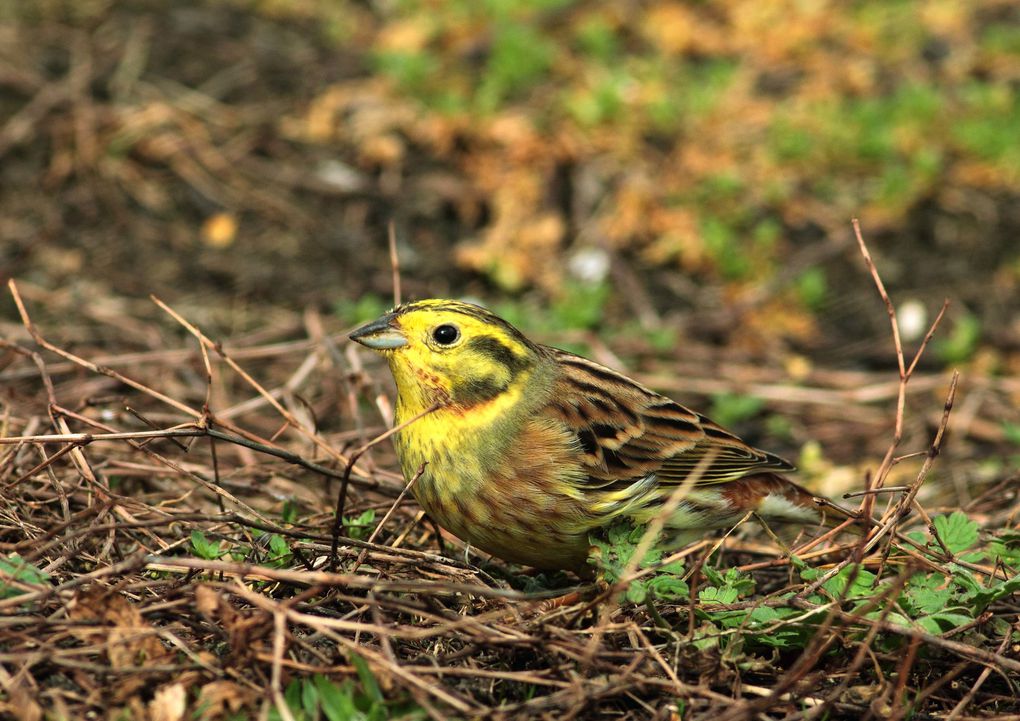 Album - Le bruant jaune