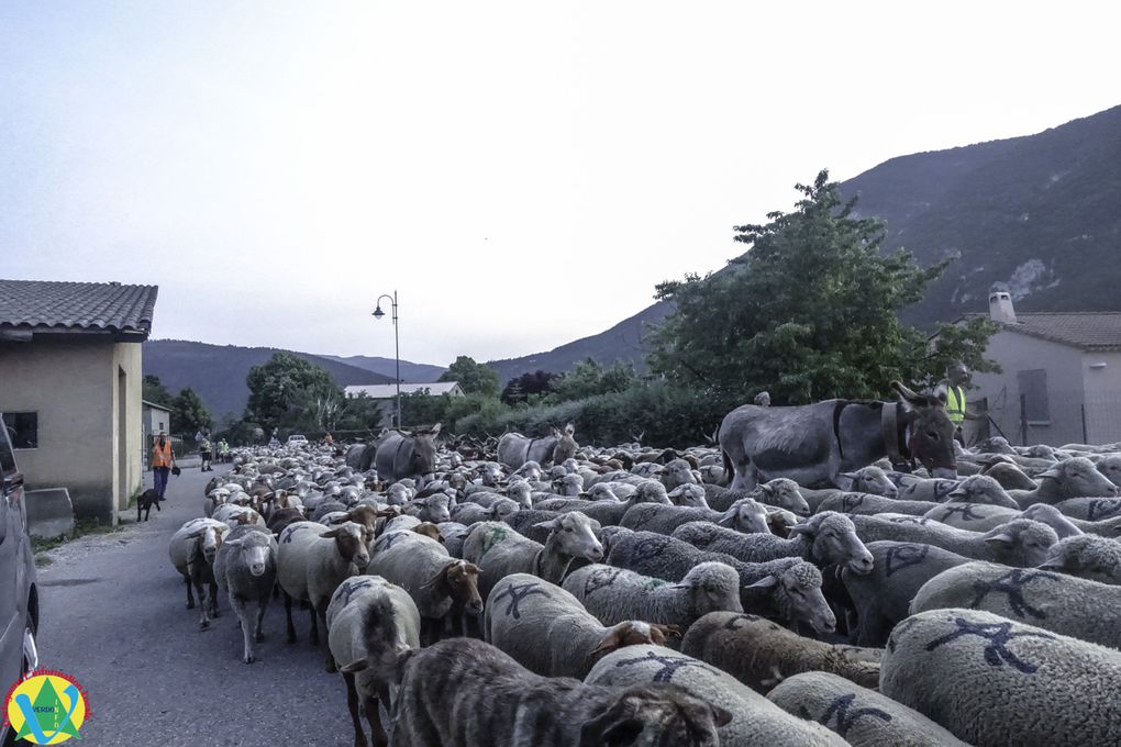 La Mure-Argens  :Passage du troupeau de Patricia Lopez