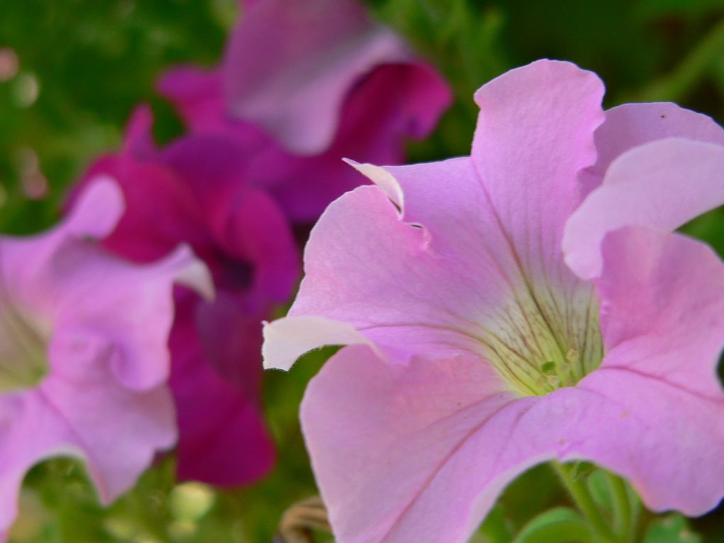 La flore du Mercantour