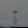 Echasse blanche (Himantopus himantopus)