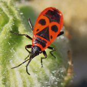 Gendarme (insecte)