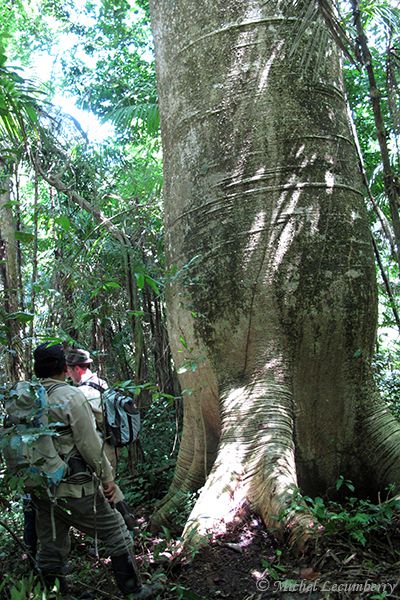 Photo d'un cuipo (Cavanillesia platanifolia) dans le Darien au Panama – Photo of a Cuipo (Cavanillesia platanifolia) in the Darien rain-forest in Panama