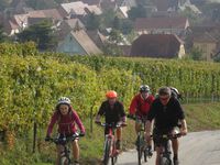 Départ dans les vignes au dessus de Rouffach.