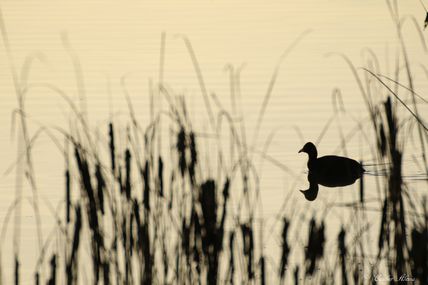 Foulque macroule (Fulica atra)