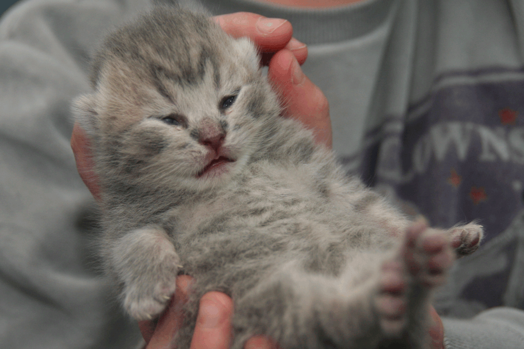 Portée de deux chatons.
(Chaussette + Dwayne)