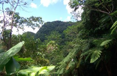 Randonnée Prêcheur à Grand Rivière